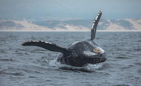 Monterey : Croisière d'observation des baleines au coucher du soleil avec u...