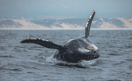 Monterrey: crucero de observación de ballenas al atardecer con guía