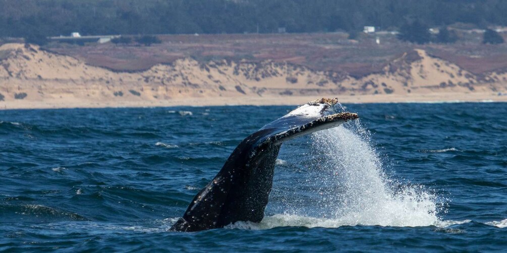 Picture 6 for Activity Monterey: Sunset Whale Watching Cruise with A Guide