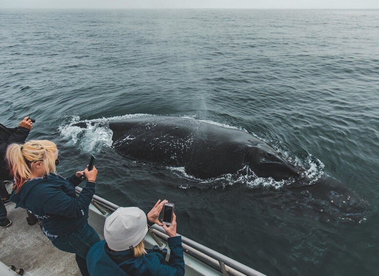 Picture 3 for Activity Monterey: Sunset Whale Watching Cruise with A Guide