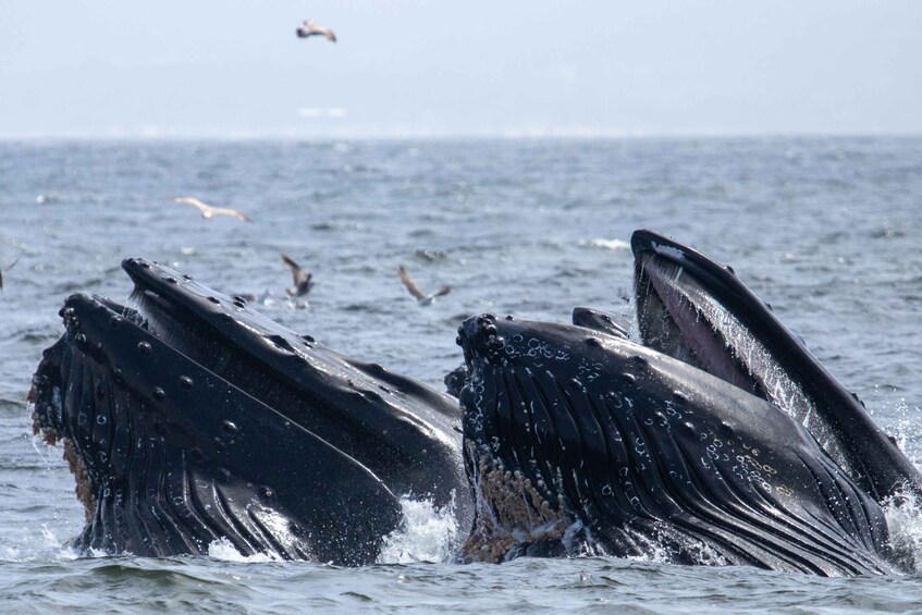 Picture 5 for Activity Monterey: Sunset Whale Watching Cruise with A Guide