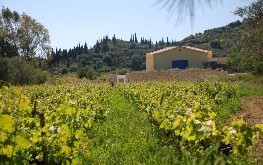 Picture 5 for Activity Kefalonia: Greek Wine Tasting at Sclavos Winery near Lixouri