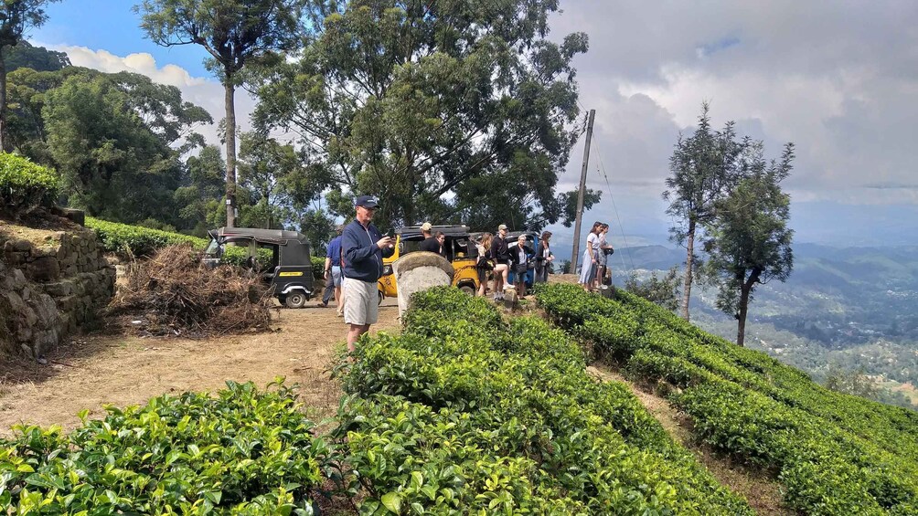 Picture 17 for Activity Tuk-Tuk Safari Liptons seat,Tea Fields Hike,TeaFactory Tour