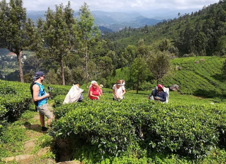 Picture 1 for Activity Ella: Tuk-Tuk Safari Day Trip and Tea Fields Hike with Lunch