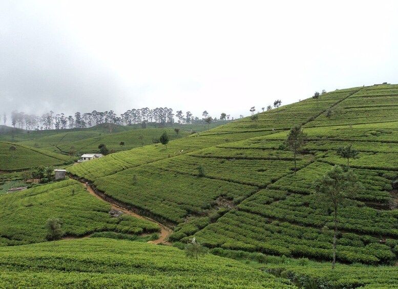 Picture 9 for Activity Tuk-Tuk Safari Liptons seat,Tea Fields Hike,TeaFactory Tour