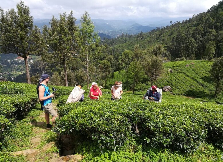 Picture 1 for Activity Tuk-Tuk Safari Liptons seat,Tea Fields Hike,TeaFactory Tour