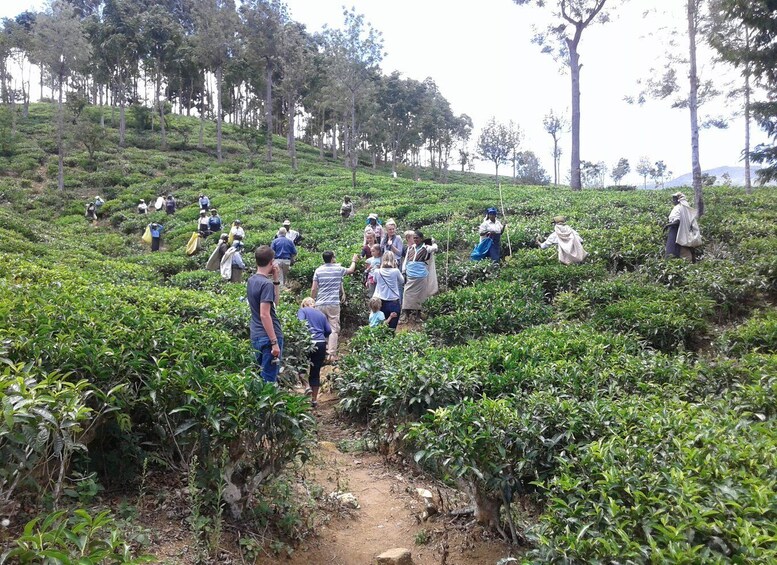 Picture 6 for Activity Tuk-Tuk Safari Liptons seat,Tea Fields Hike,TeaFactory Tour