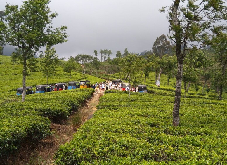 Picture 19 for Activity Tuk-Tuk Safari Liptons seat,Tea Fields Hike,TeaFactory Tour