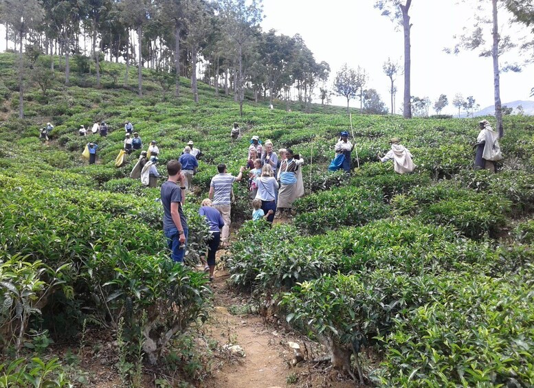 Picture 6 for Activity Ella: Tuk-Tuk Safari Day Trip and Tea Fields Hike with Lunch