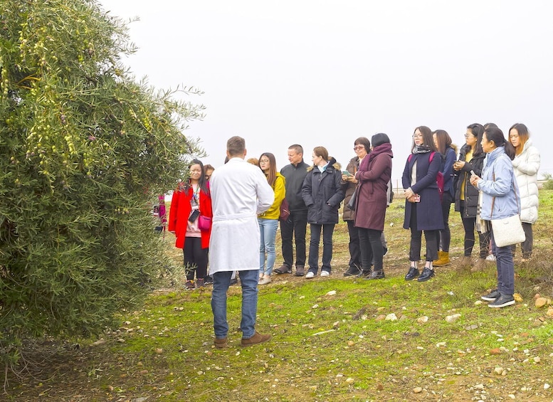 Picture 2 for Activity Jaén: Olive Mill Tour and Olive Oil Tasting Experience