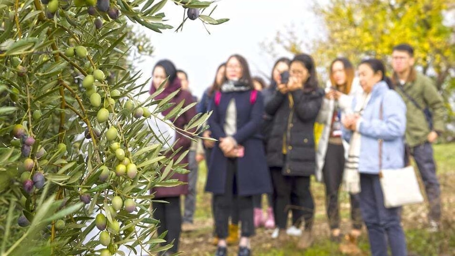 Jaén: Olive Mill Tour and Olive Oil Tasting Experience