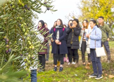 Jaén: Olive Mill Tour and Olive Oil Tasting Experience