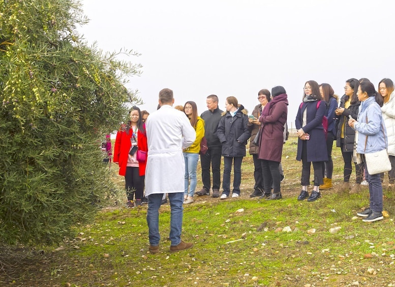 Picture 2 for Activity Jaén: Olive Mill Tour and Olive Oil Tasting Experience