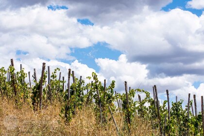 Saturnia: recorrido por una granja toscana con degustación de vinos