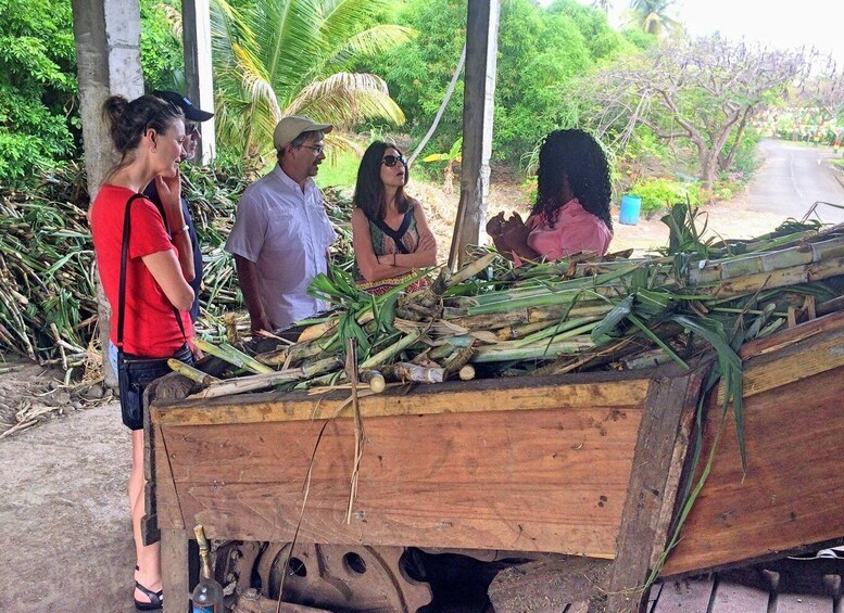 Picture 5 for Activity Grenada: Chocolate Tour & Lunch at Petite Anse