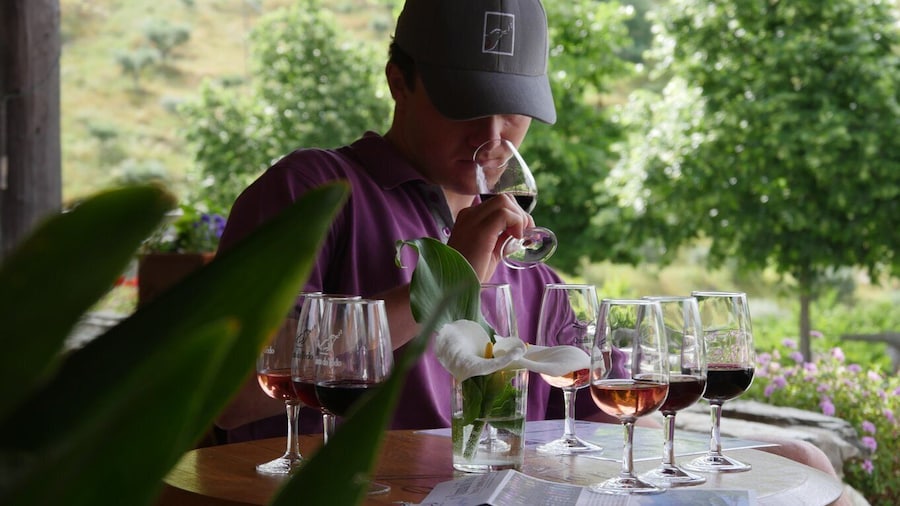 Douro Valley: Quinta do Tedo Winery Tour and Tasting