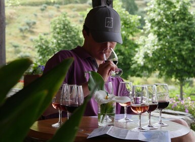 Douro-dalen: Quinta do Tedo Winery Tour og smaking