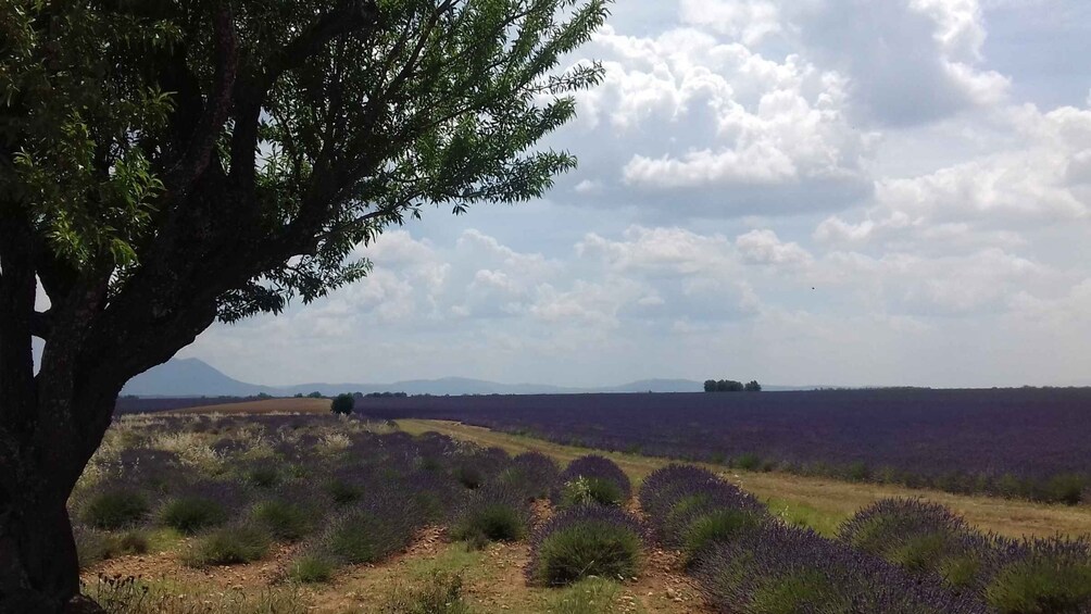 Picture 2 for Activity Verdon Gorge: The Grand canyon of Europe, Lake and Lavender