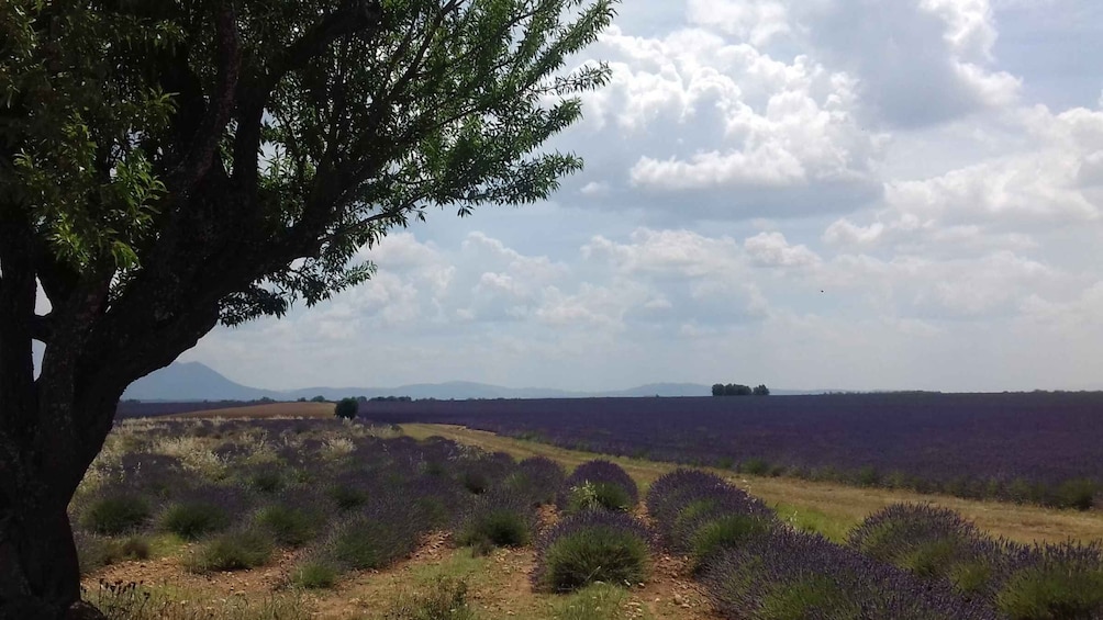From Nice or Cannes: Verdon Gorge and Lavender Fields