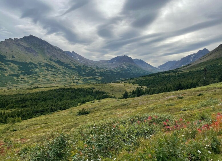 Picture 4 for Activity From Anchorage: Chugach State Park Walk with Naturalist