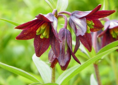 From Anchorage: Chugach State Park Walk with Naturalist