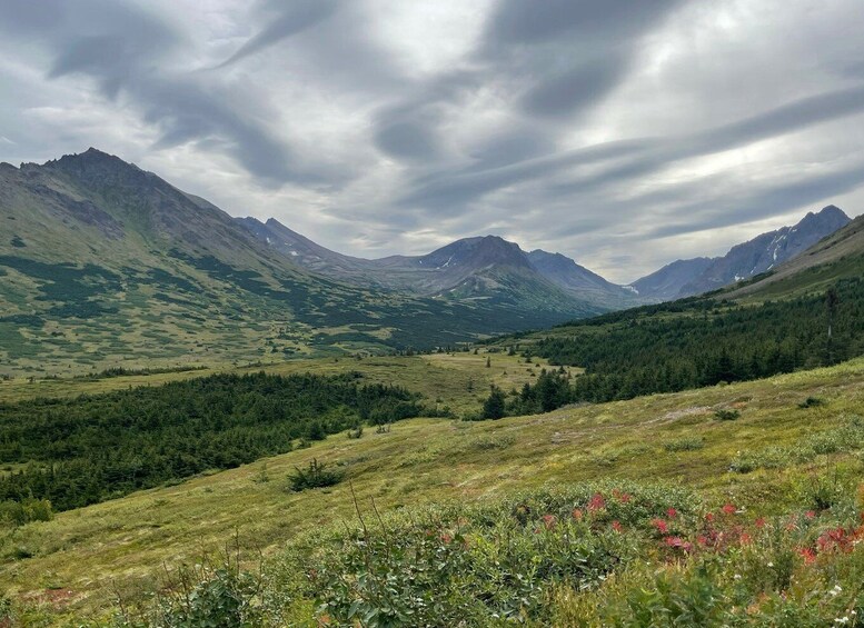 Picture 4 for Activity From Anchorage: Chugach State Park Walk with Naturalist