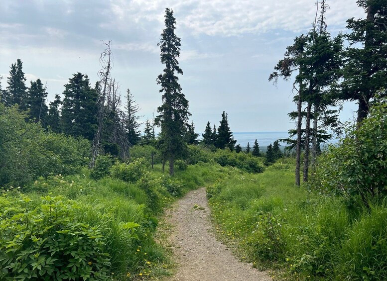 Picture 5 for Activity From Anchorage: Chugach State Park Walk with Naturalist