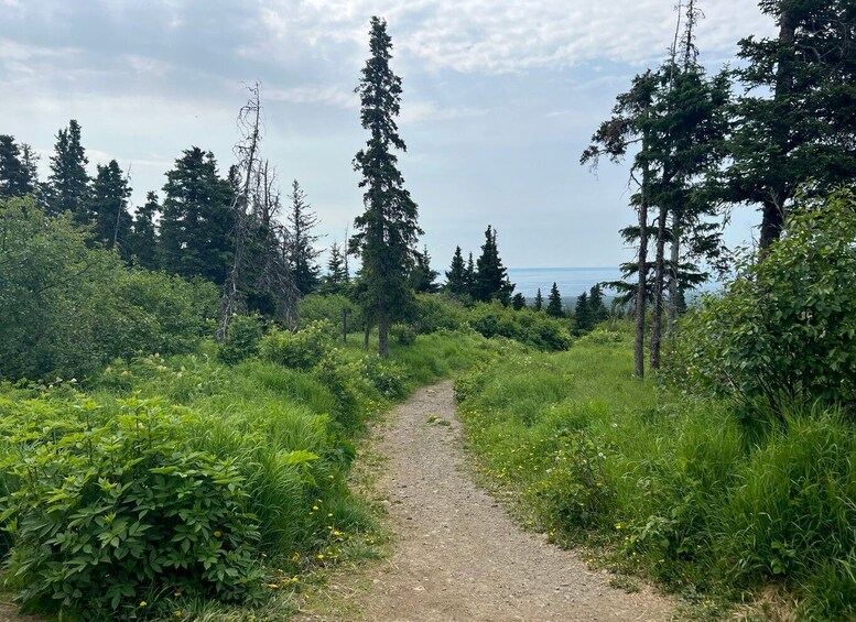 Picture 5 for Activity From Anchorage: Chugach State Park Walk with Naturalist