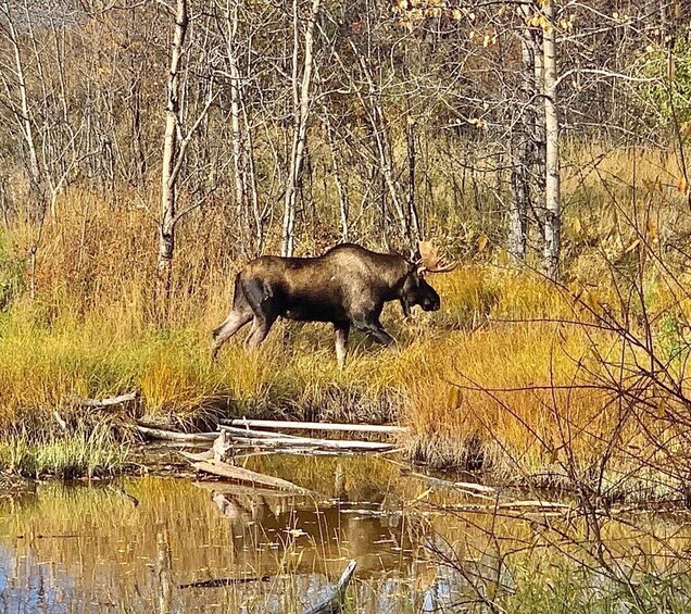 Picture 3 for Activity From Anchorage: Chugach State Park Walk with Naturalist