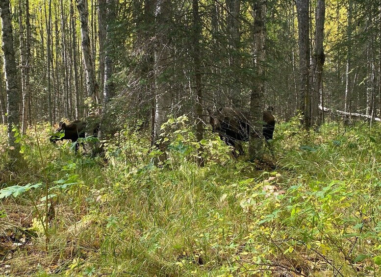 Picture 1 for Activity From Anchorage: Chugach State Park Walk with Naturalist