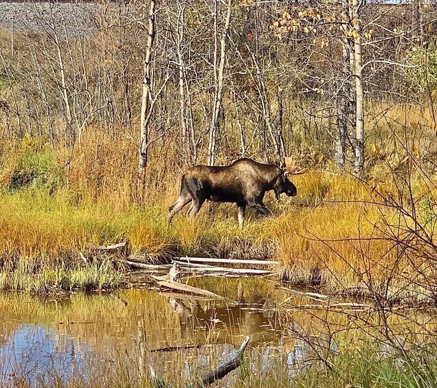 Picture 3 for Activity From Anchorage: Chugach State Park Walk with Naturalist