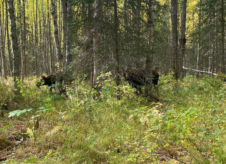 Picture 1 for Activity From Anchorage: Chugach State Park Walk with Naturalist