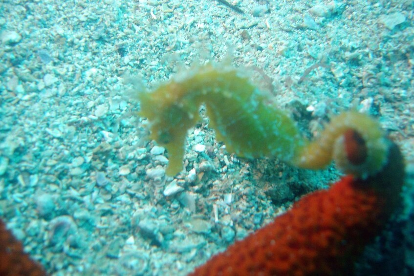 Picture 3 for Activity Tucepi: Snorkeling Boat Tour at the Makarska Riviera