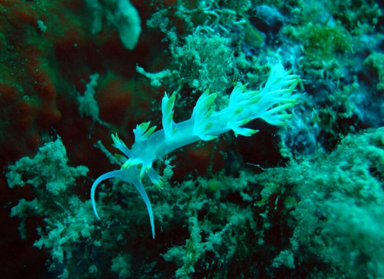 Picture 4 for Activity Tucepi: Snorkeling Boat Tour at the Makarska Riviera