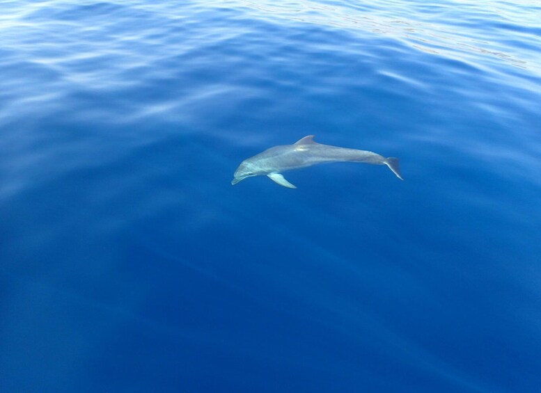 Picture 5 for Activity Tucepi: Snorkeling Boat Tour at the Makarska Riviera