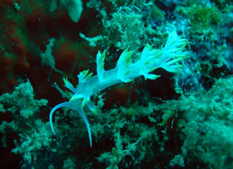 Picture 4 for Activity Tucepi: Snorkeling Boat Tour at the Makarska Riviera