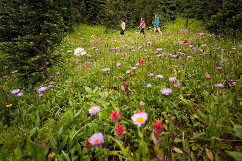 Banff PRIVATE Guided Nature Walk + Transportation - 2.5H