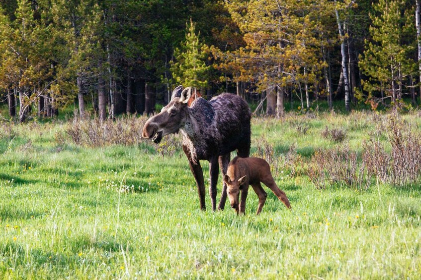 Picture 22 for Activity Banff PRIVATE Guided Nature Walk + Transportation - 2.5H