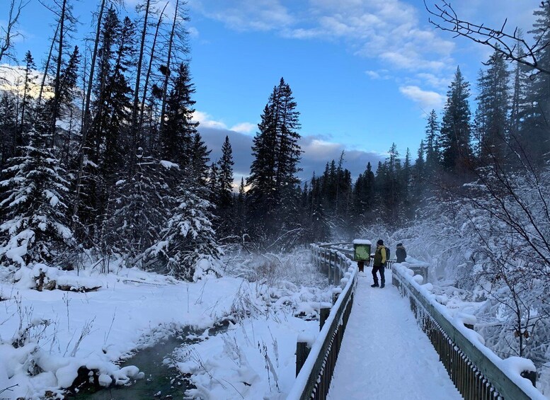 Picture 44 for Activity Banff PRIVATE Guided Nature Walk + Transportation - 2.5H