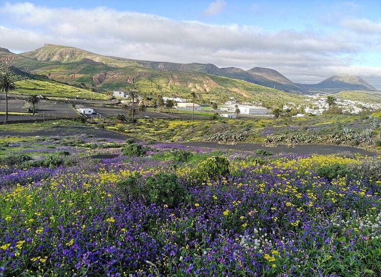 Picture 3 for Activity North Lanzarote: Cave, Jameos del Agua, and Viewpoint