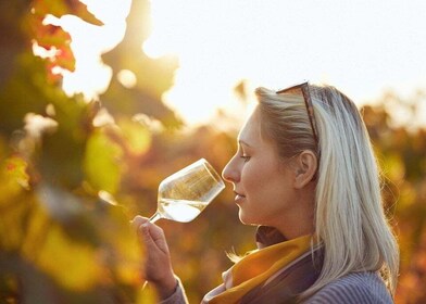 Silves: Algarvian Winery Tour ja maistelukokemus