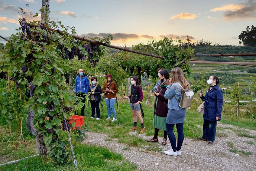 Picture 10 for Activity From Verona: Valpolicella Winery Tour with Amarone Vintages