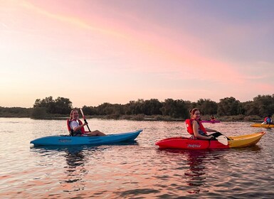 Abu Dhabi: 2-hour Guided Kayak Tour in the Mangroves