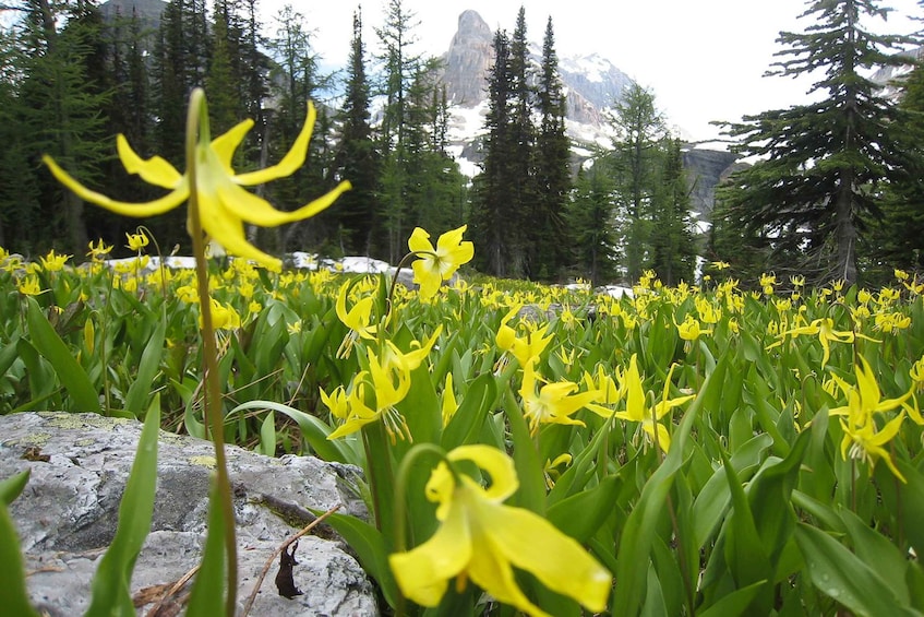 Picture 7 for Activity Tunnel Mountain Trail: Nature Tour with Audio Guide