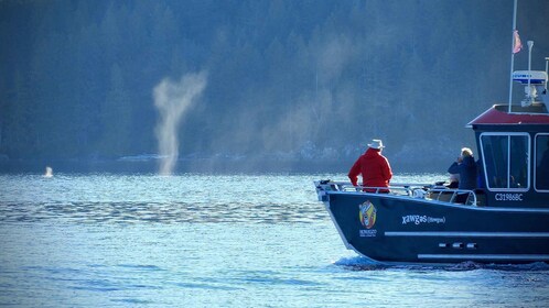 Campbell River: Salish Sea Whale Watching Abenteuer
