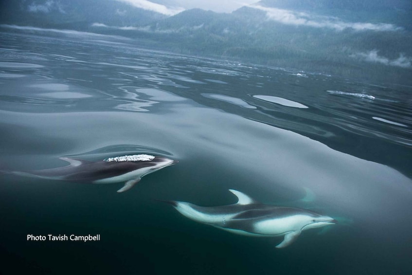 Picture 3 for Activity Campbell River: Salish Sea Whale Watching Adventure