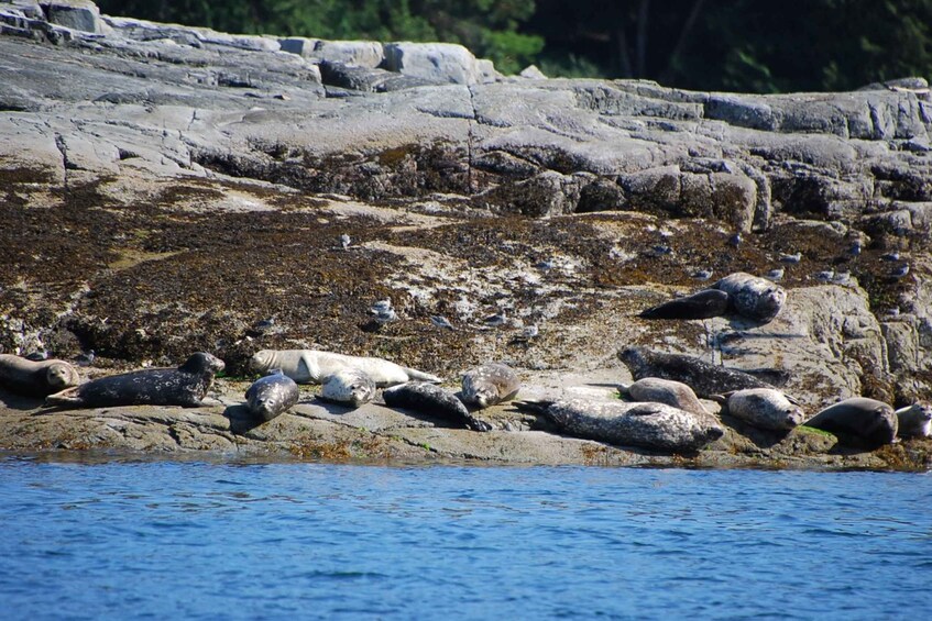 Picture 4 for Activity Campbell River: Salish Sea Whale Watching Adventure