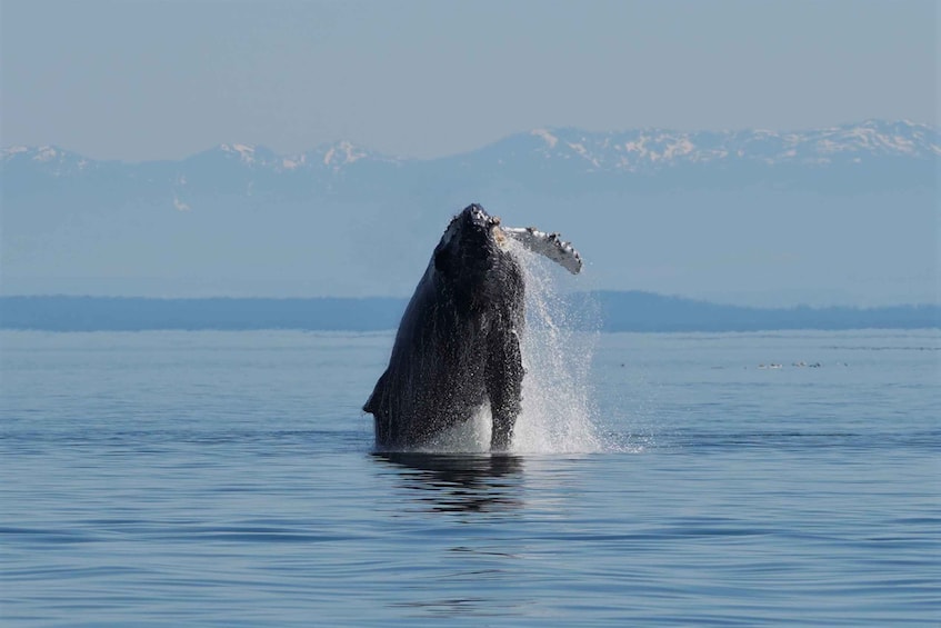 Picture 2 for Activity Campbell River: Salish Sea Whale Watching Adventure