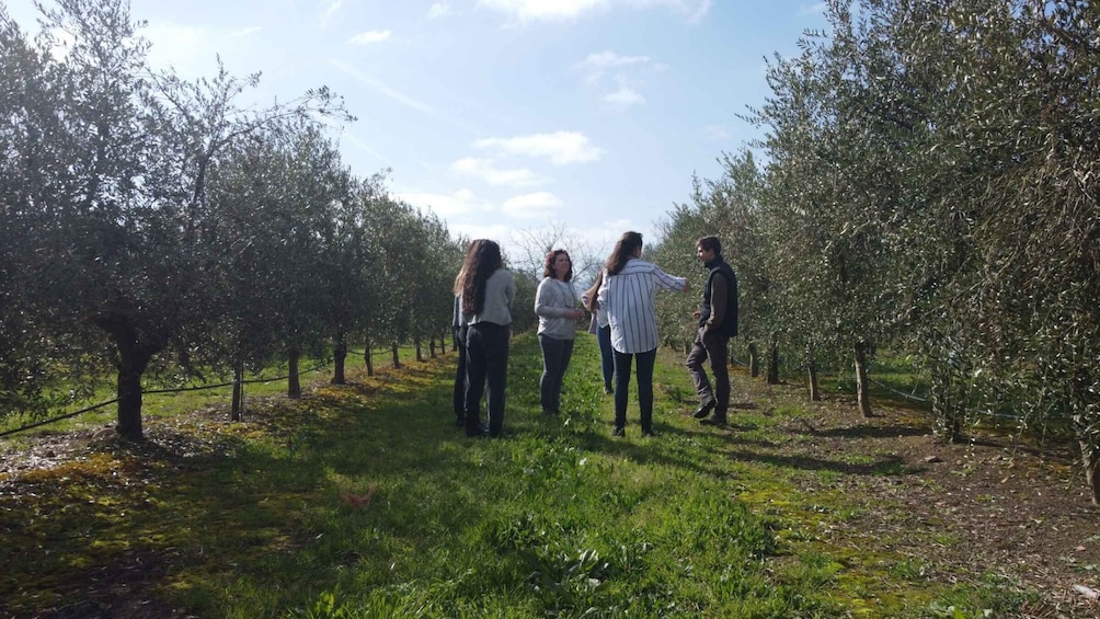 Picture 1 for Activity From La Rioja: Tour Olive Groves and Mill with Tasting
