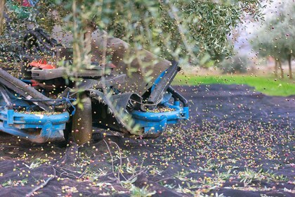 Von La Rioja: Besichtigung der Olivenhaine und Mühle mit Verkostung